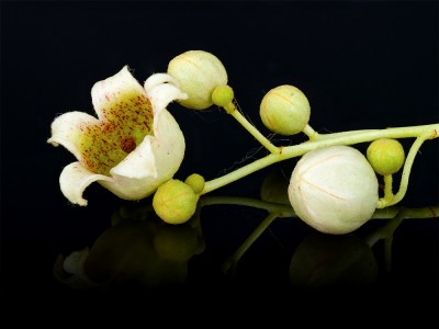 flower small.jpg