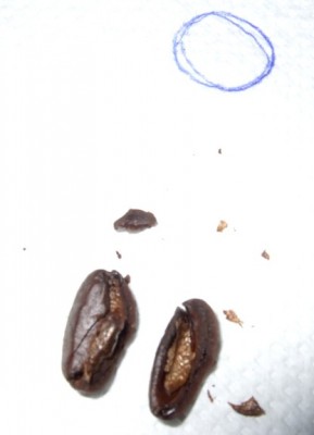 beans 01.jpg